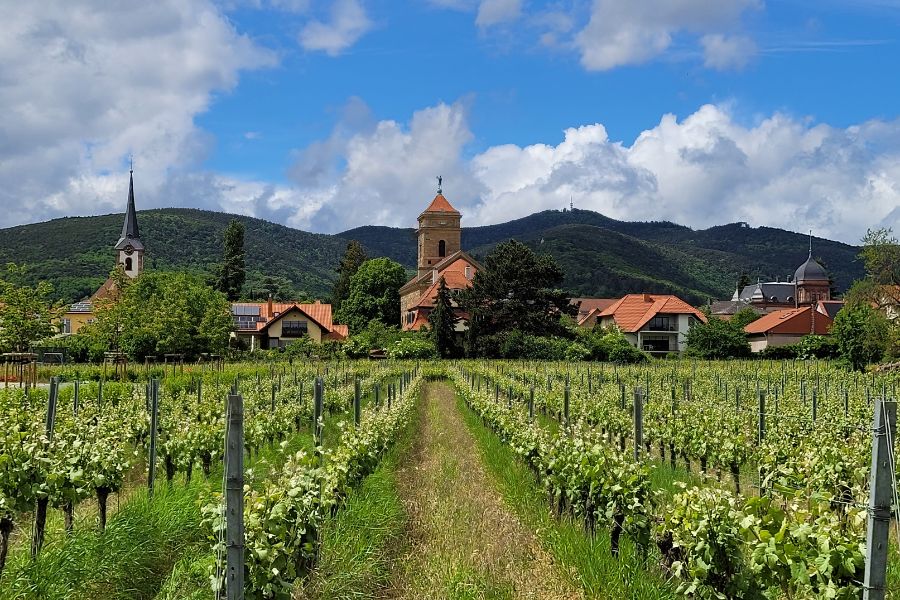 weingut-groß-weinreben